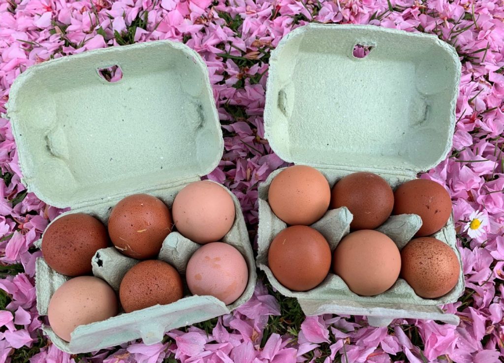 「母雞福利基金會」設立了雞蛋會，鼓勵母雞領養者售賣過多的雞蛋，為基金會籌款。
